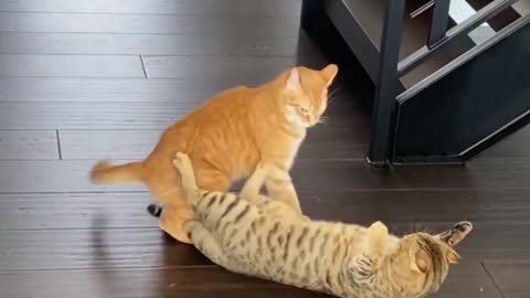 Cats Fighting 😨