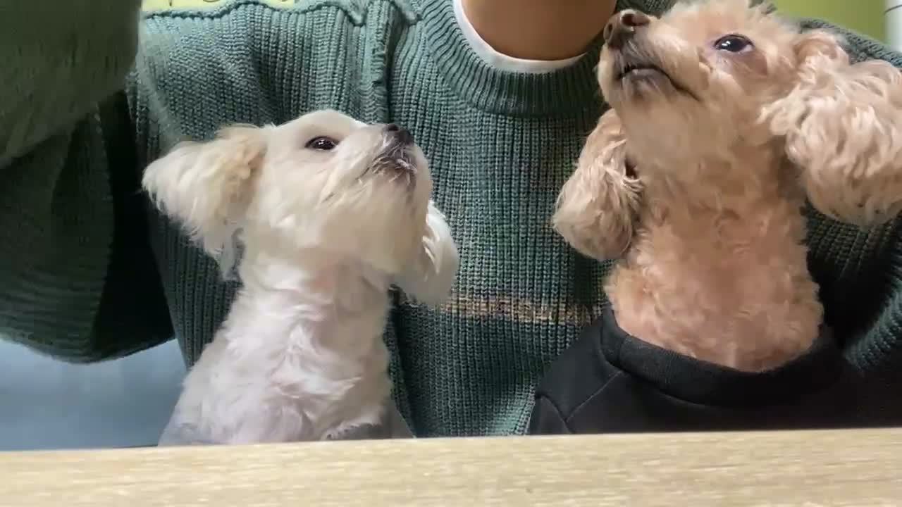 Two dogs wait for food.