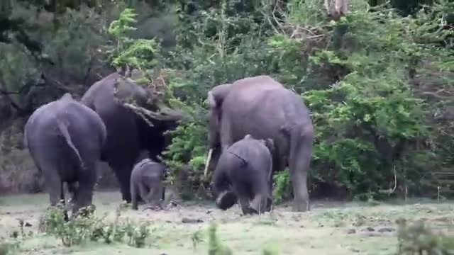 Elephants are the largest existing land animals.