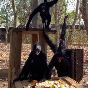 Wounderful view of black monkeys