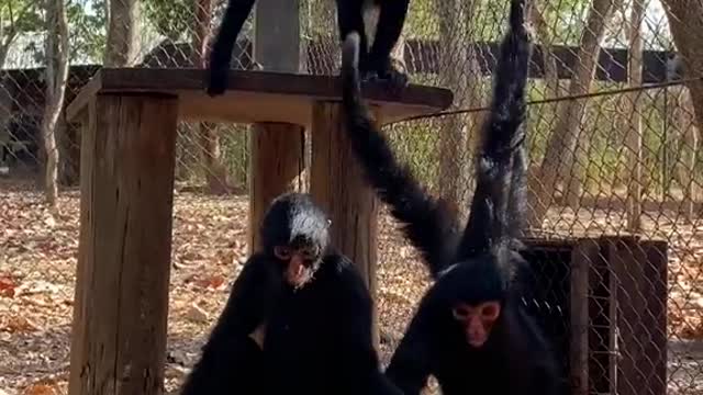 Wounderful view of black monkeys