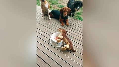 Cutting Cake - Funny Dog Reaction part 2