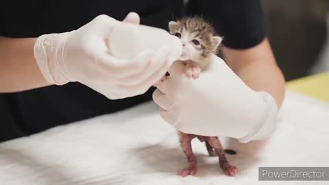 Orphan kitten feeding