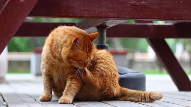 The cute cat Dragging his heavy stomach, he moved reluctantly