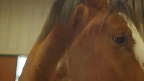 Clydesdale Horse Face Closeup in Barn