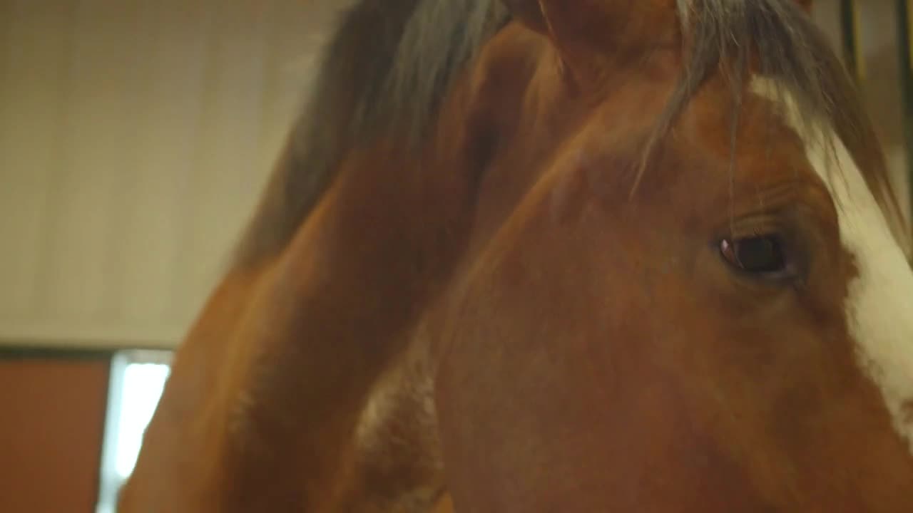 Clydesdale Horse Face Closeup in Barn