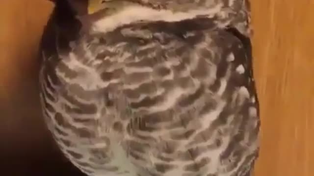 Petting owl