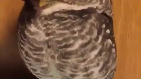 Petting owl