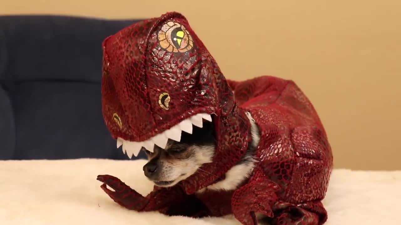 Dogs Try On Halloween Costumes! So funny and cute!