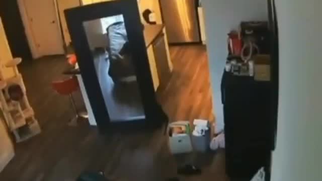 Cat Inadvertently SLAMS Its Owner !