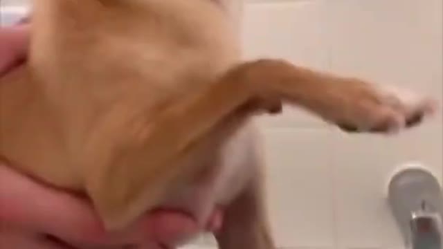 funny dog video 2