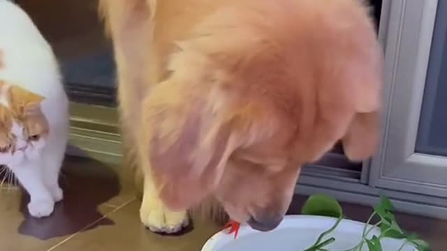 The cat wants to eat the fish but watch how the dog gets in to rescue the fish!!