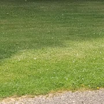 Pair of black birds sharing, This is Love