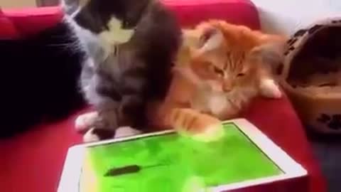 Smart Cats Compilation