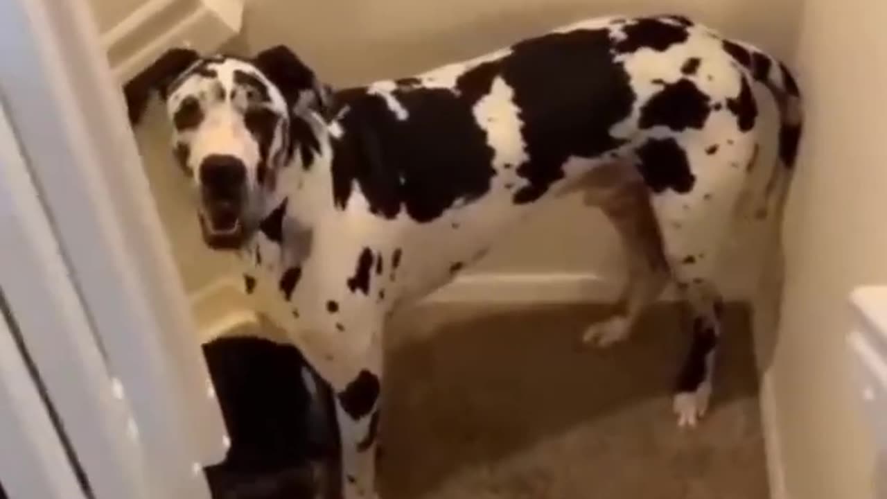 Best Funny Animal Videos