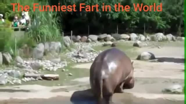 The Funniest Fart in the World Laughs