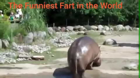 The Funniest Fart in the World Laughs