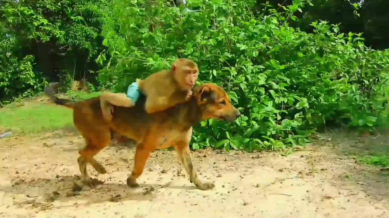 Monkey and Dog's Hen Gazing Adventure: Unlikely Friends on a Mission!