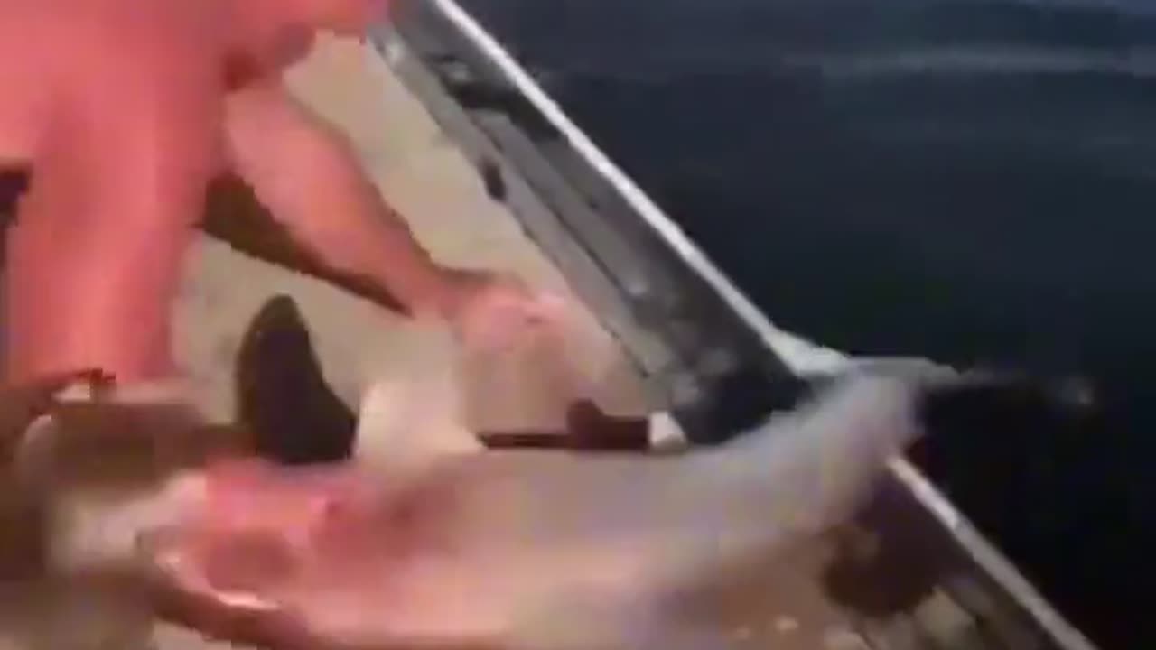 Baby Hammerhead Noodler