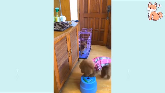 Cute Puppies Cute Funny and Smart Dogs Compilation #1 | Cute Buddy