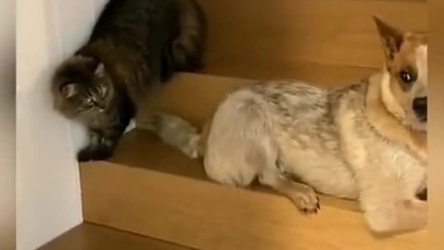 Cat Vs Dog | Cat and Dog Fight #Comedy #Zilli #Popular #Tranding