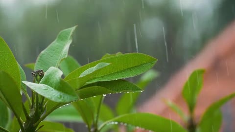 rain satifying video