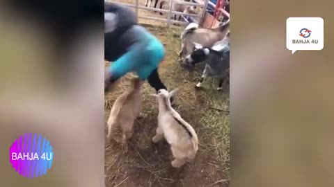 Funny jokes for boys and animals🐶😂