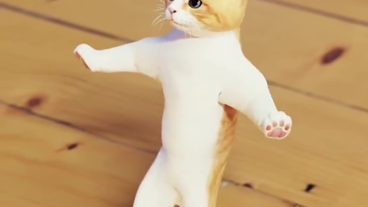cat funny dance