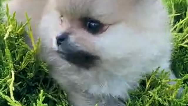 #The_Loveliest_Animals cute puppies,cute puppy video, baby dog video