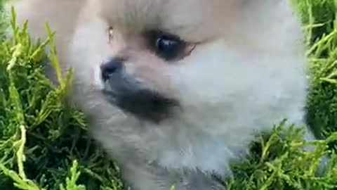 #The_Loveliest_Animals cute puppies,cute puppy video, baby dog video