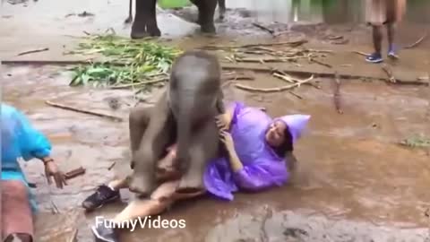 Funny Animal Videos2