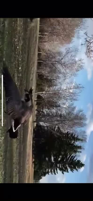 Geese vs geese