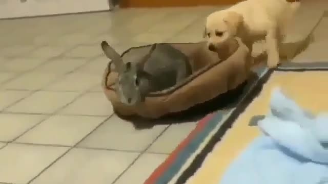 Dog Gives A Bunny A Ride On A Beanbag!