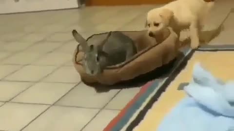 Dog Gives A Bunny A Ride On A Beanbag!