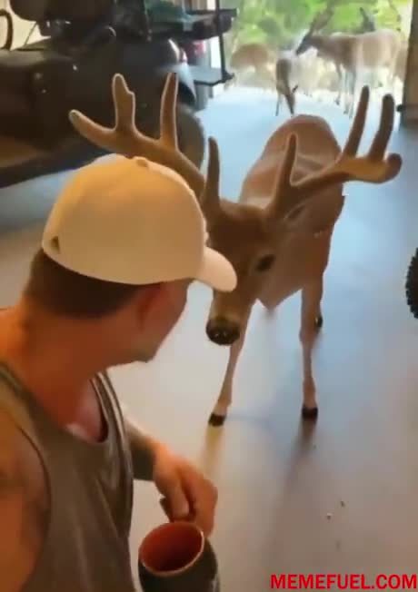 Animal friend some time better than robot friend