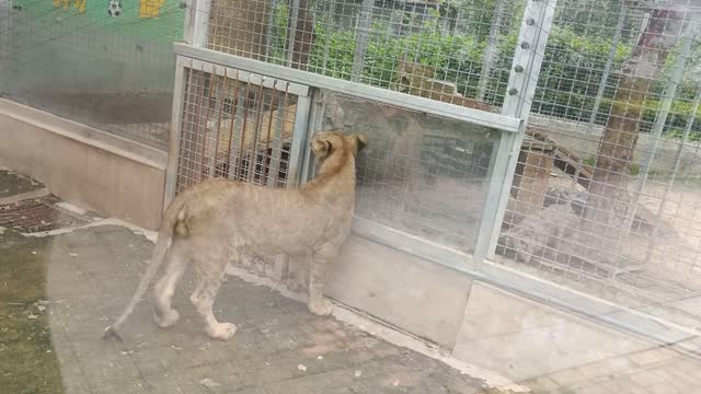 Two tigers talking together