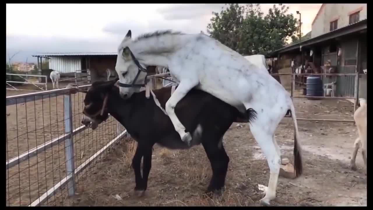 Horse Mating Donkey | Breeding Compilation