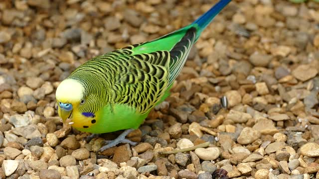 A bird eats from the ground