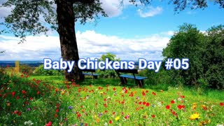 Baby Chickens Day # 05