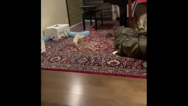 Funny Cats 😹 - Don't try to stop laughing-Cats In Funny Situations