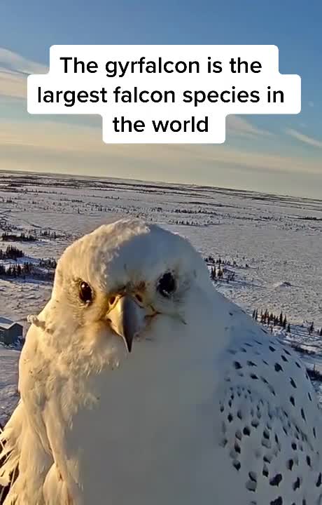 A special sighting on our live cam of the majestic gyrfalcon 😳