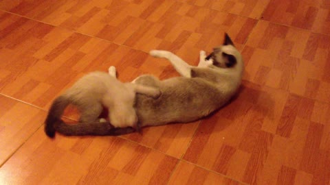 Cute cat playing with his mom and distrubing her