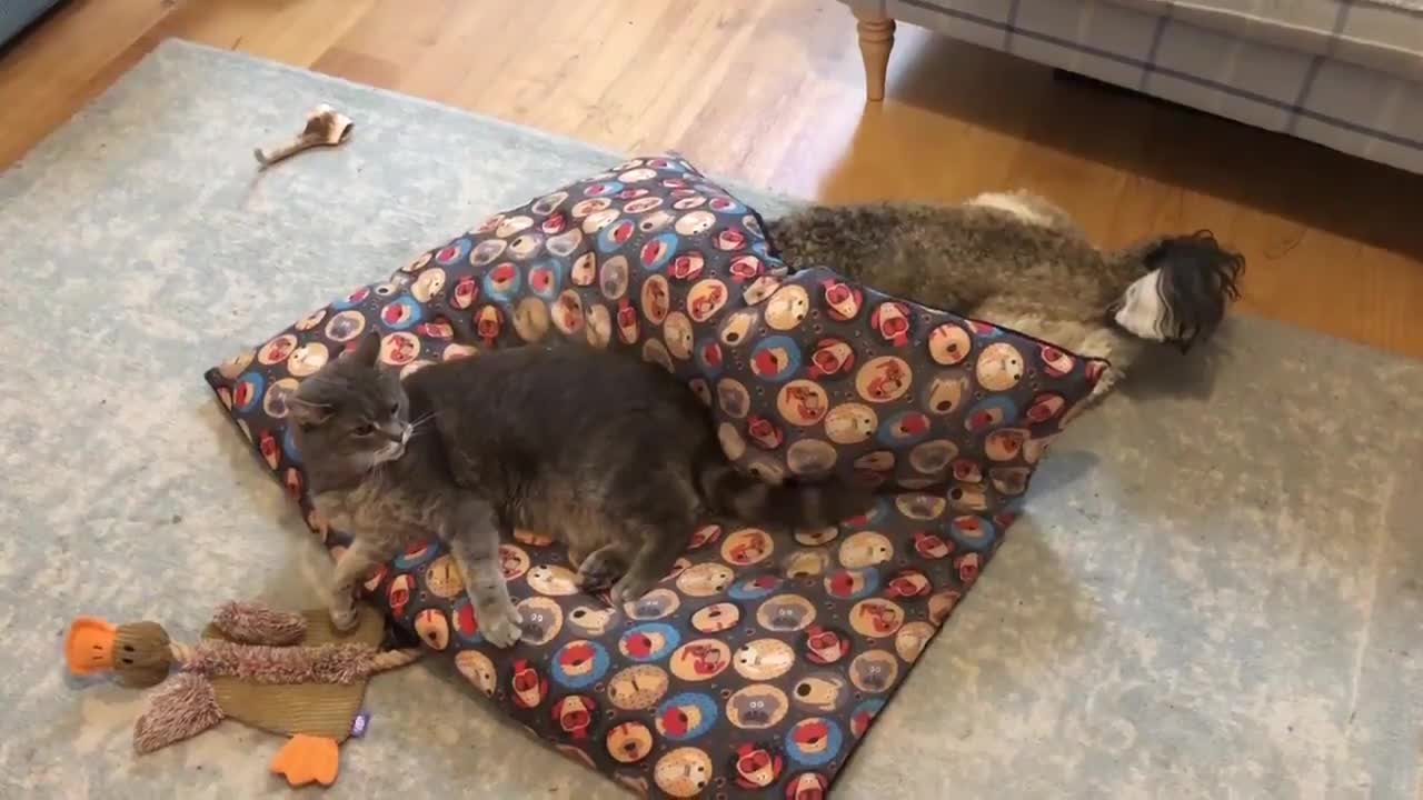 The cat took the place of the dog you would not believe what he did