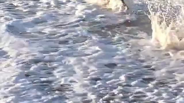 DOG AGAINST THE WAVES / FUNNY VIDEO