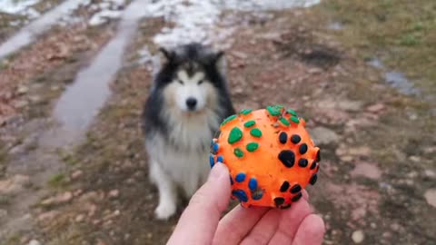 Husky fail attempt to catch a ball.