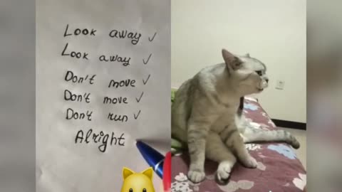 cat thes can speak english