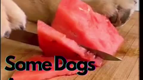 Some dogs are geniuses | Funny dog Videos | Funny Dog Life