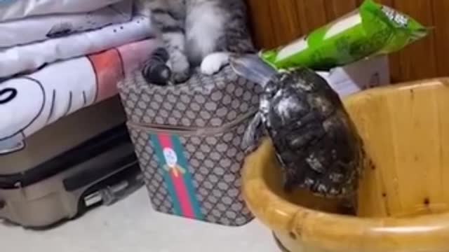 Cat video