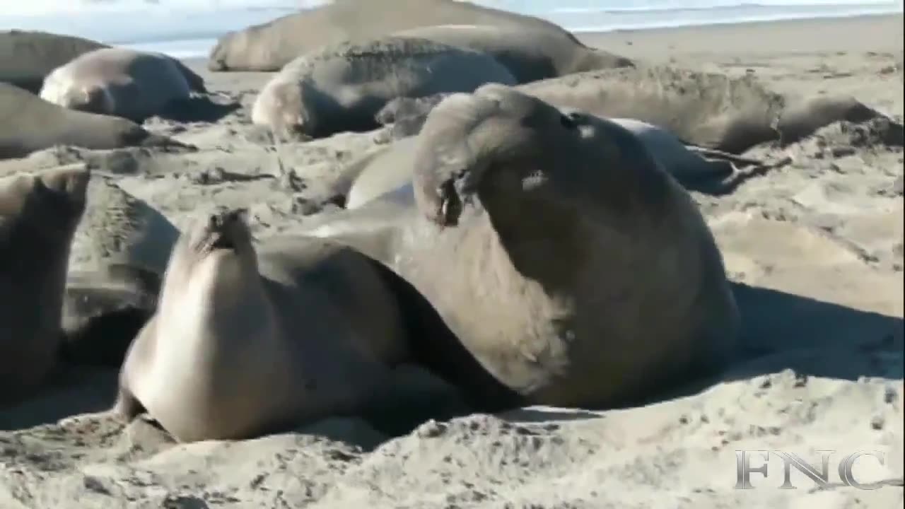 Elephant Seal Mating ★ Funny Compilation