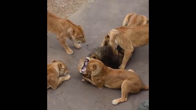 Male Loin Harassed By Female Loins Badly